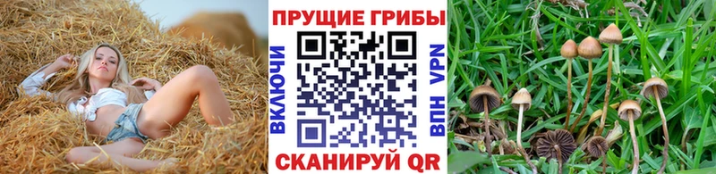 Галлюциногенные грибы прущие грибы  Новая Усмань 